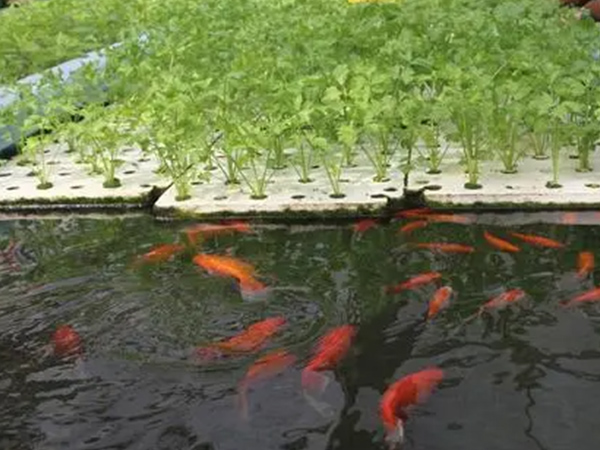 如何促進“魚菜共生”耕作新模式？四川陶粒來助力