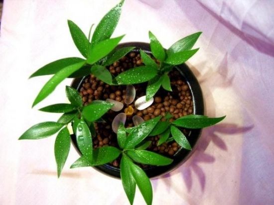 使用花卉陶粒有技巧，五點注意不能少