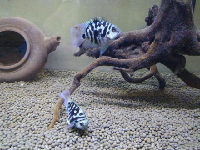 養魚專用陶粒清洗簡單價格便宜